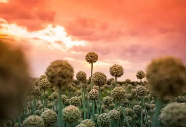 Lemon Light Productions — Wedding Videographers in Las Cruces, NM