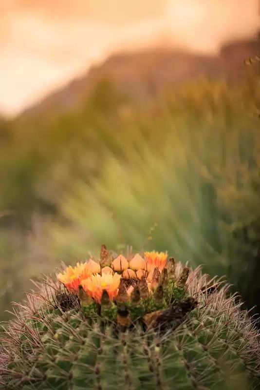 Lemon Light Productions | Foto: Lemon Light Productions