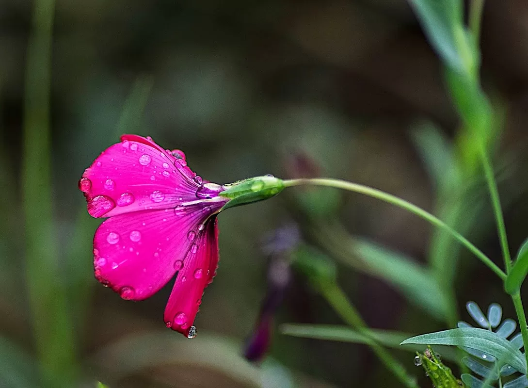 Michele Foster-Colvin Fine Art Photography | Foto: Michele Foster-Colvin Fine Art Photography — photo 2