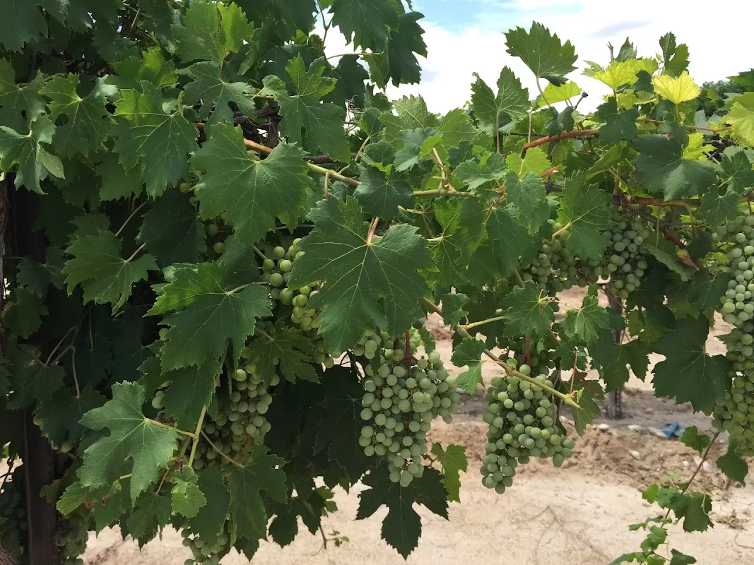 Balzano Vineyard & Winery - Pumpkin Patch | Foto: Balzano Family Vineyard & Pumpkin Patch — photo 2