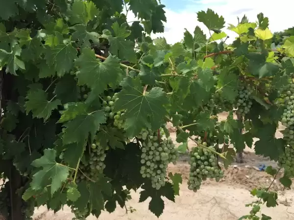 Balzano Vineyard & Winery - Pumpkin Patch — Wedding Venues in Carlsbad, NM